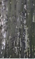 Tree Bark 0014